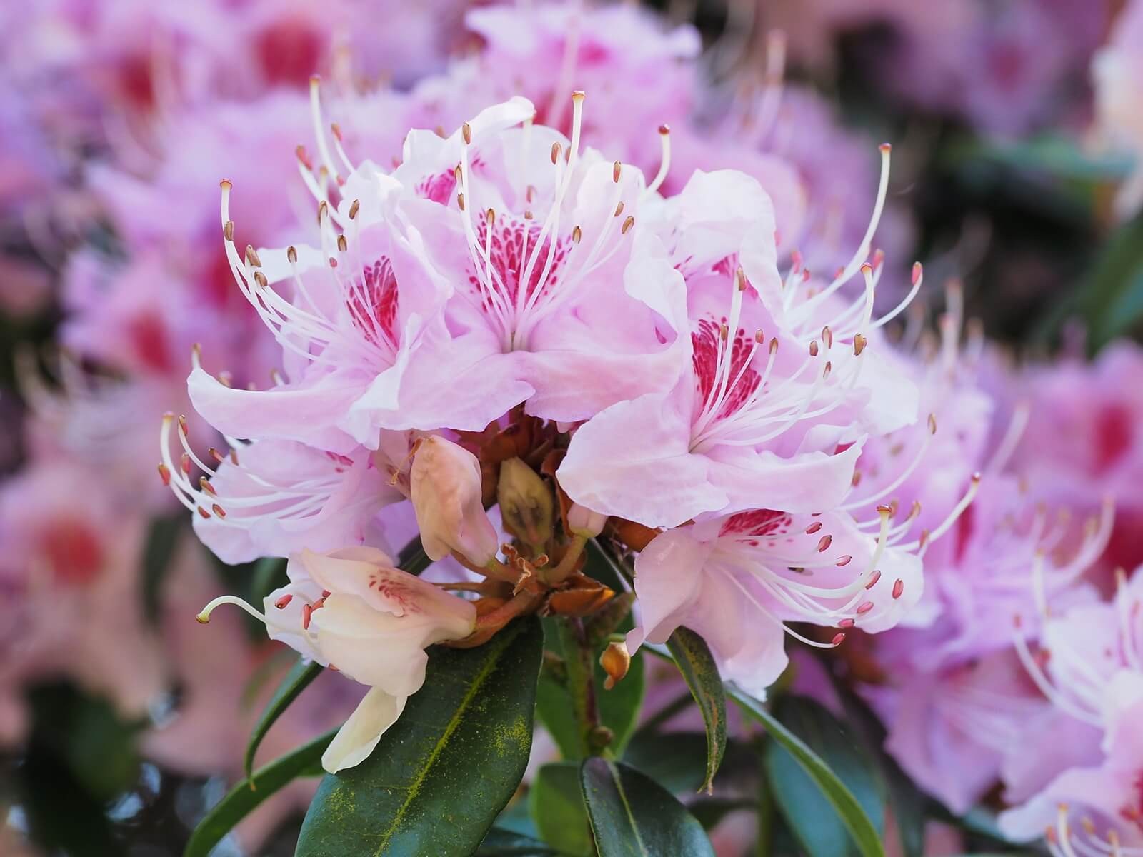 #3. Rhododendron