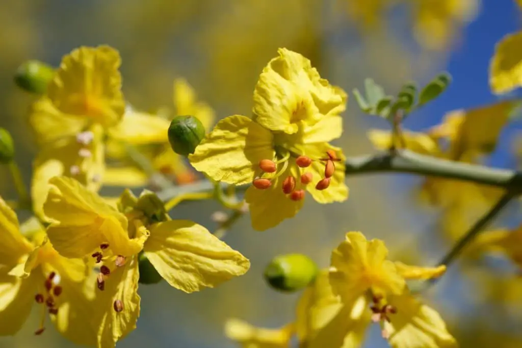 Palo Verde (Parkinsonia Florida).