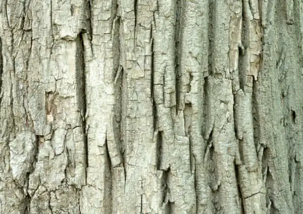 Japanese poplar (Populus maximowiczii)