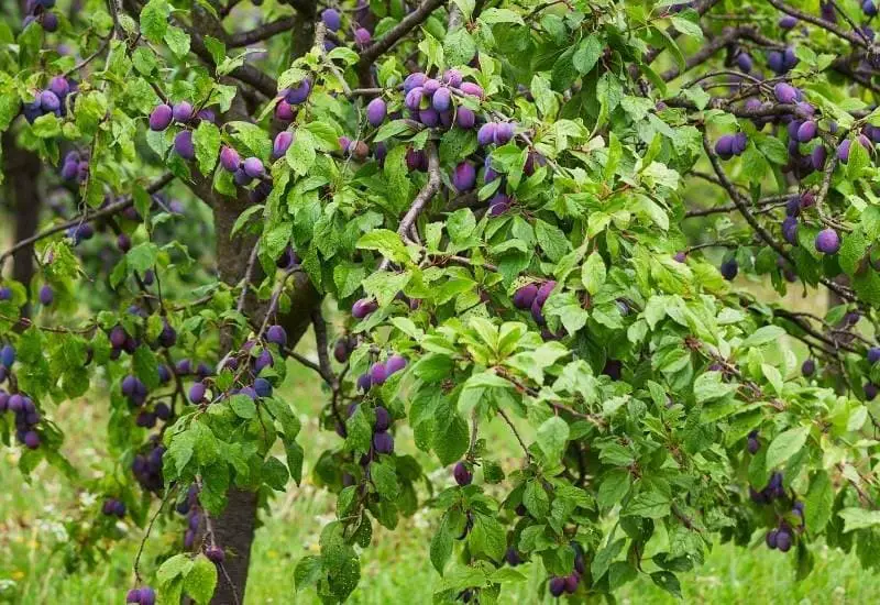 Fruit should be grown for foraging.