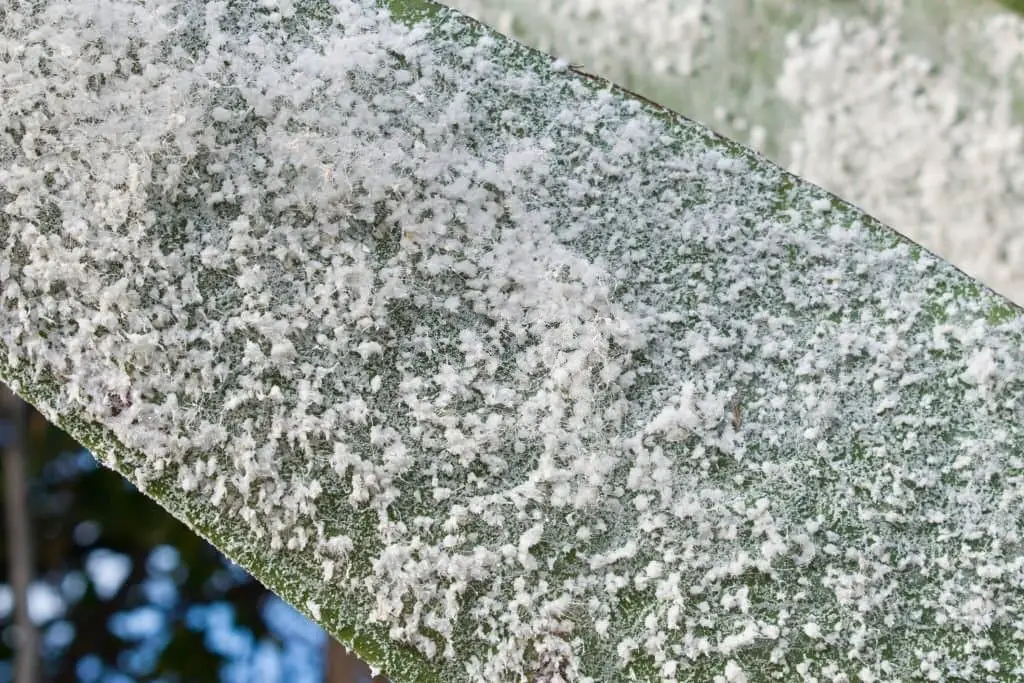 Wooly Aphids.