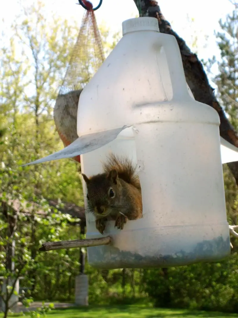 Milk jug feeder