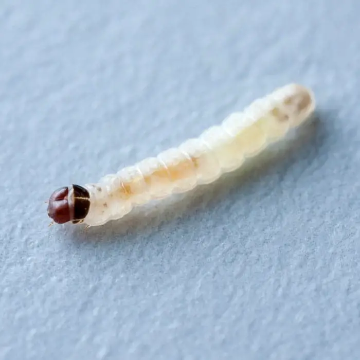 Clothes Moth Larvae.