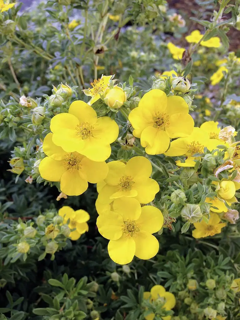 Potentilla (Potentilla)