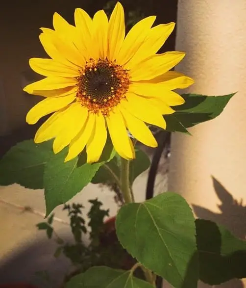 ‘Heirloom Titan’ Giant Sunflowers