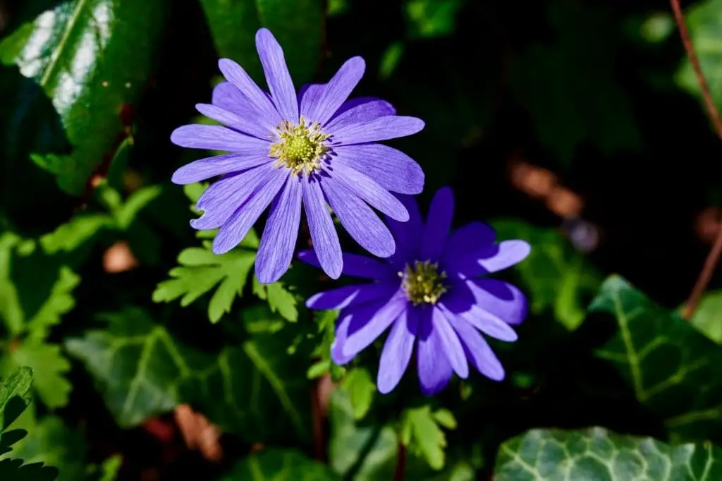 Anemone Blanda ‘Blue Shades’ (Grecian Windflower)