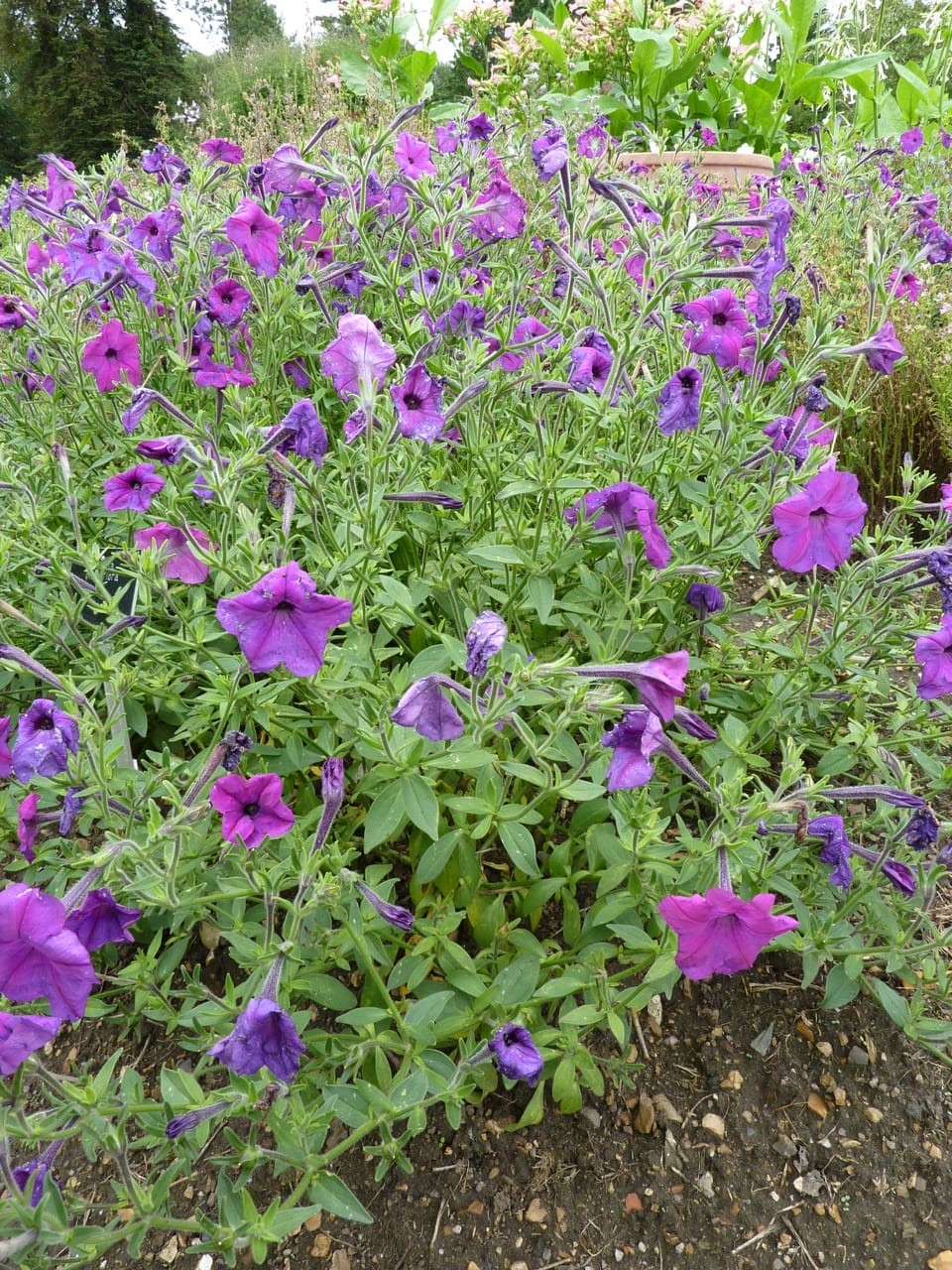 Petunia (Solanaceae)