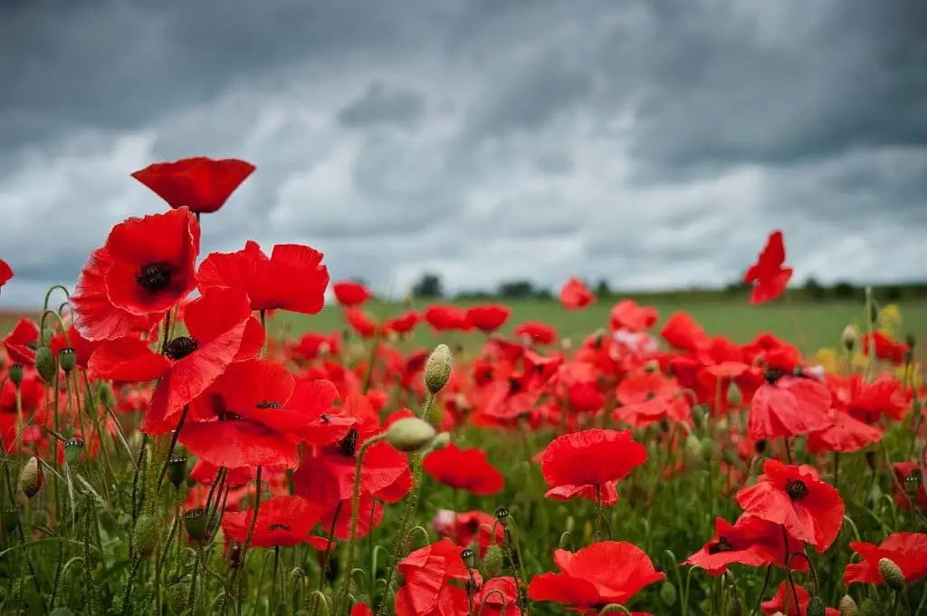 Poppies