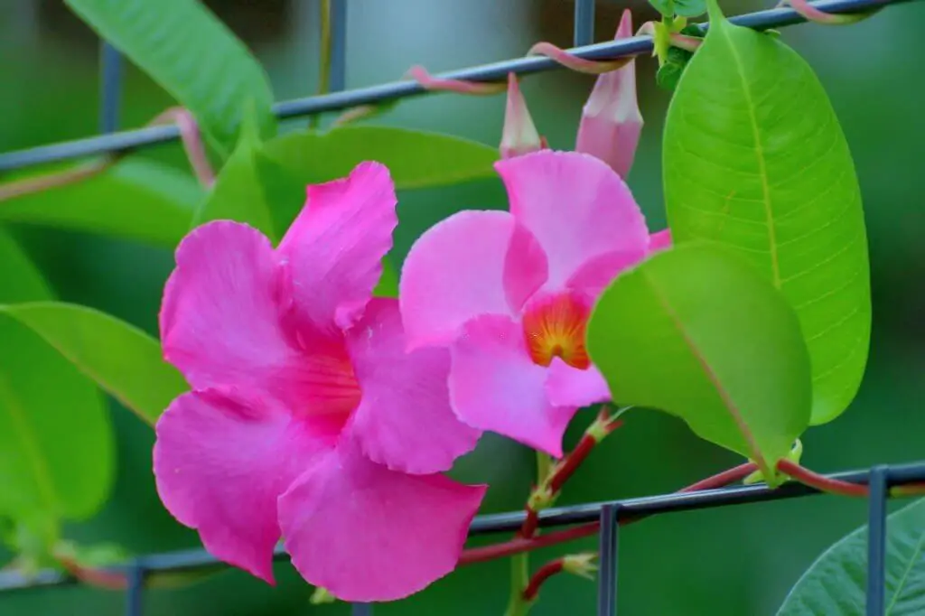 Rocktrumpet (Mandevilla Vine).