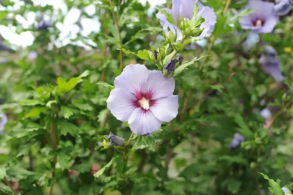 Hibiscus syriacus ‘Oiseau Bleu’ (Rose of Sharon ‘Oiseau Bleu’)