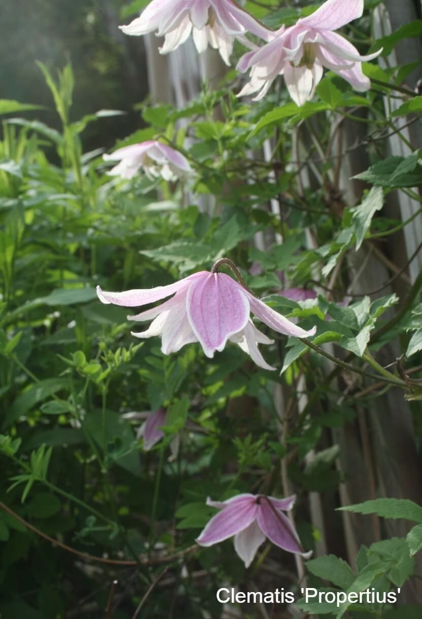 Spring Flowering Clematis