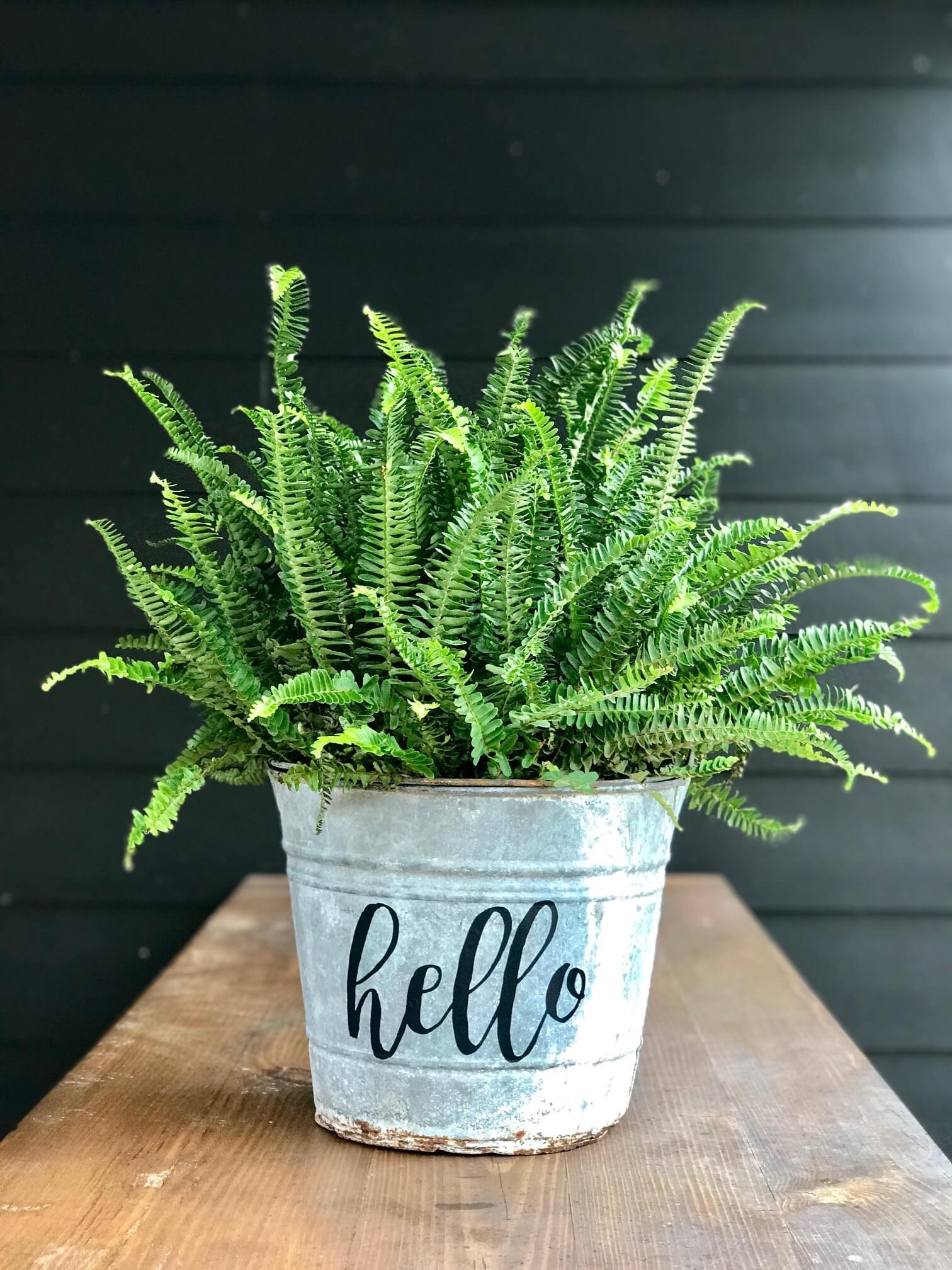 Metal Bucket Planter