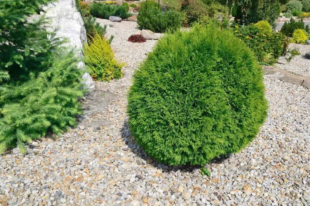 ‘Danica’ Globe Arborvitae (Thuja occidentalis ‘Danica’)