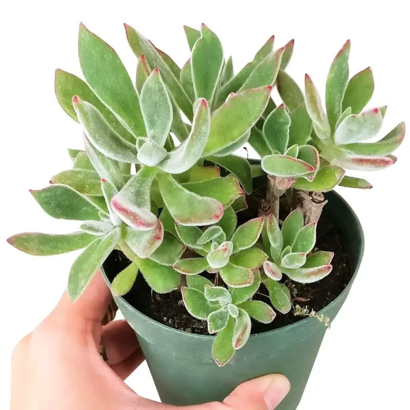 Echeveria harmsii (Plush Plant).