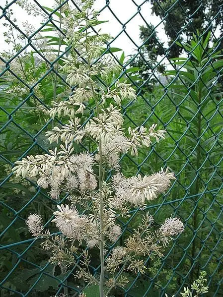 Plume poppy (Macleaya cordata)