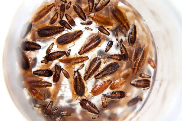 5 Types Of Cockroaches In Michigan: Identification And Removal