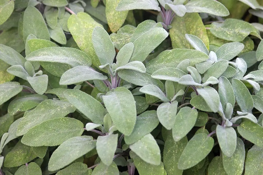 Purple sage