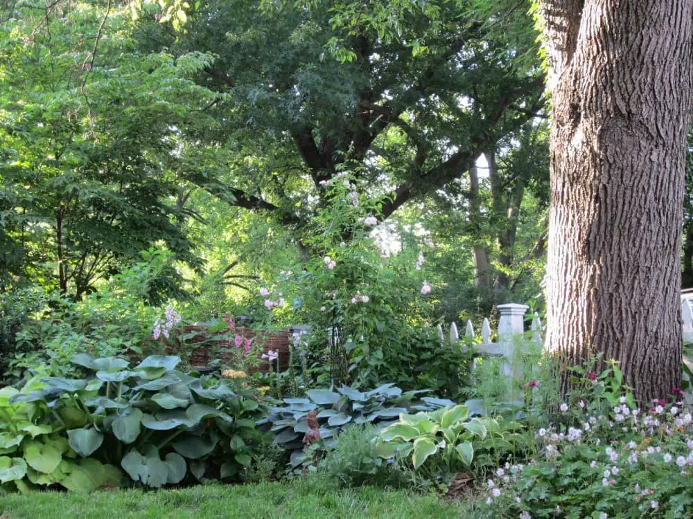 Cottage Shade Garden