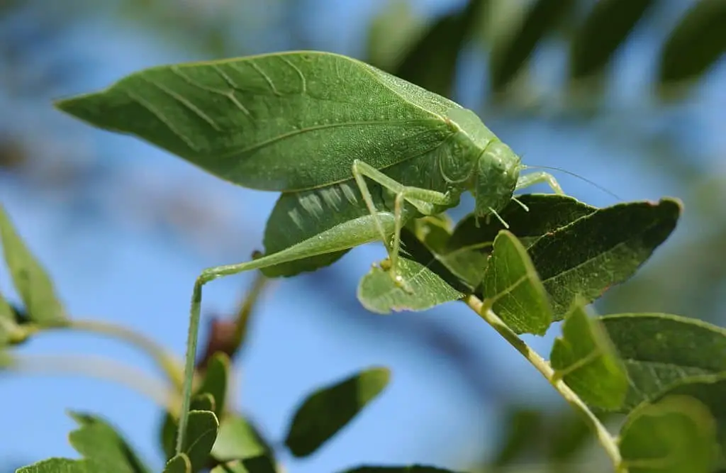 False Katydid.