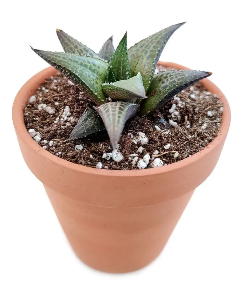 Haworthia venosa subsp. tessellata.