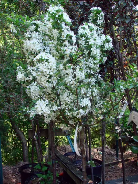 Firebird crabapple (Malus Sargentii ‘Firebird’)