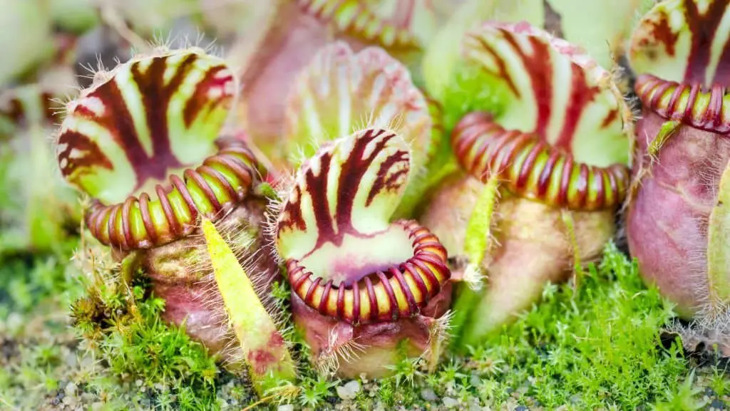 Western Australian Pitcher Plant (Cephalotus follicularis).