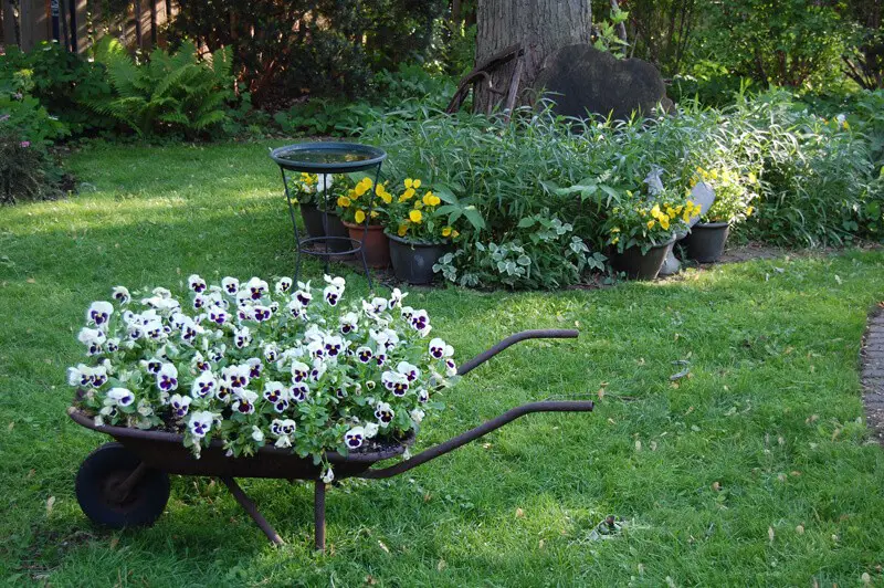 Wheelbarrow planter with pansies