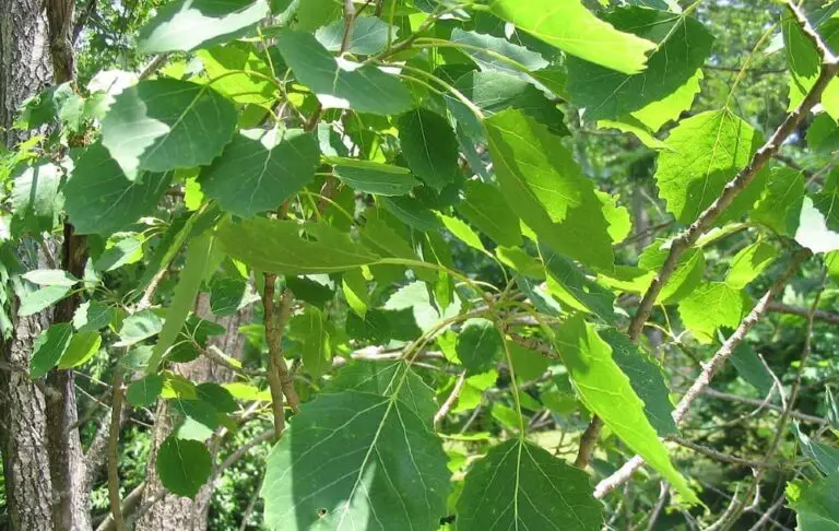 7 Types Of Aspen Trees: Leaves, Bark, Flowers, Identification (Photos)