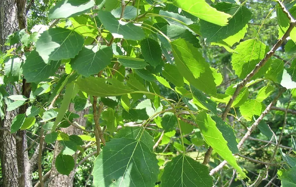 Bigtooth Aspen (Populus grandidentata).