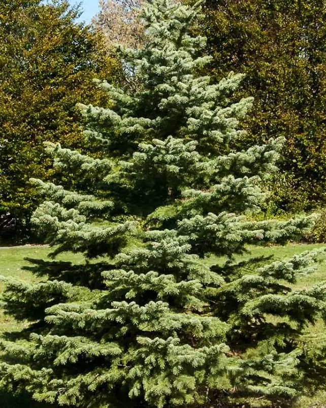 White Spruce (Picea glauca)