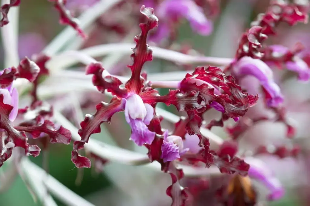 Laelia Orchid.