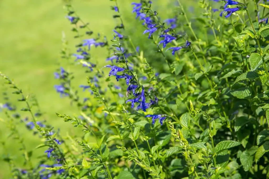 Gentian Sage (Salvia patens).