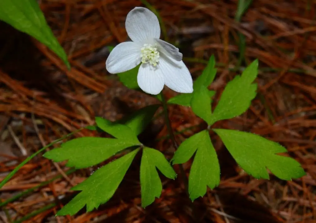 Anemone quinquefolia (Wood anemone)