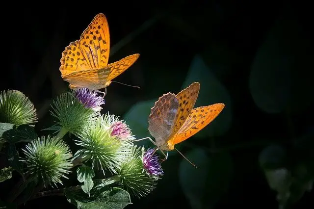 Butterfly Meaning And Symbolism: What Does It Mean When A Butterfly Visits You?