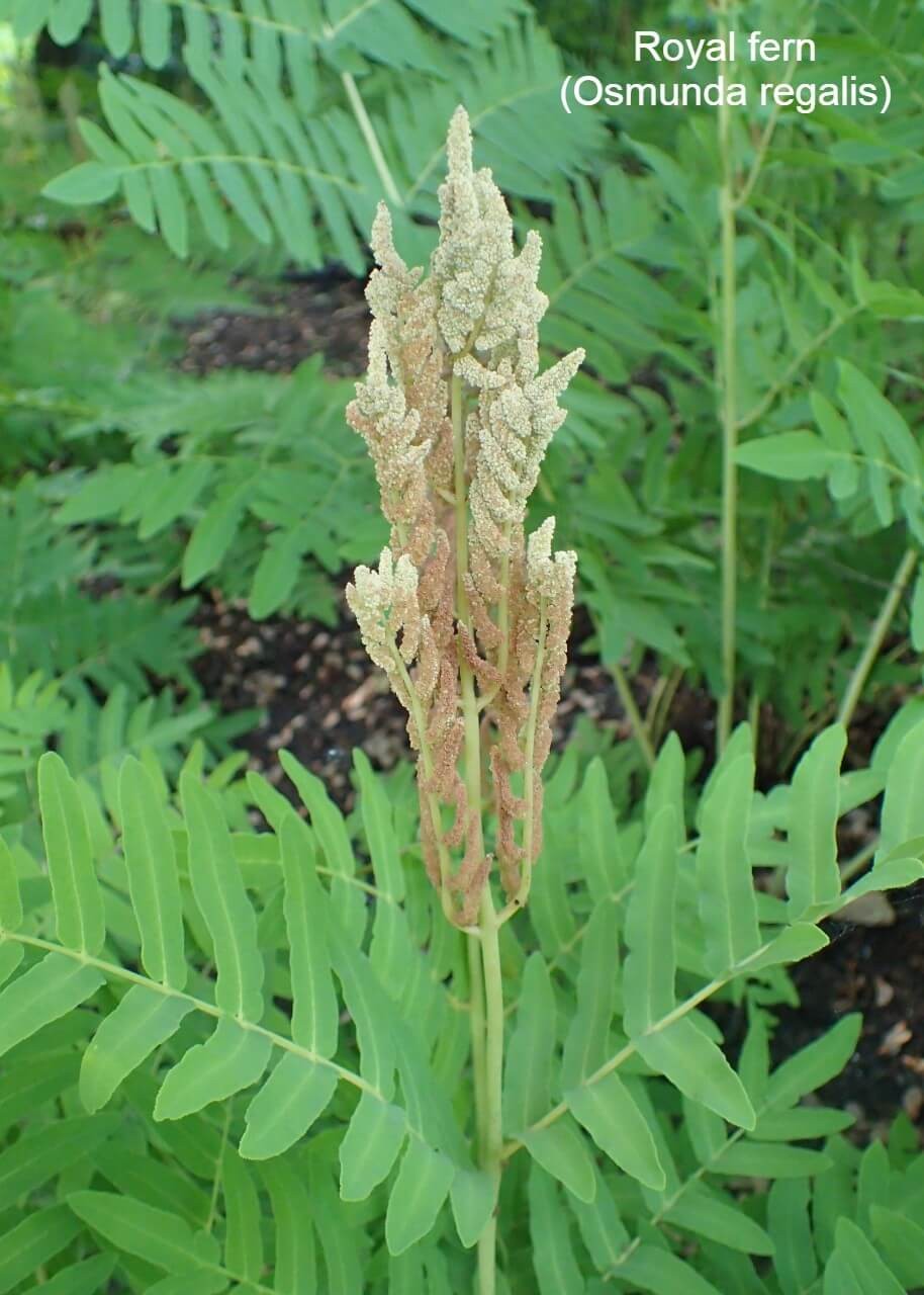 Royal Fern (Osmunda regalis):