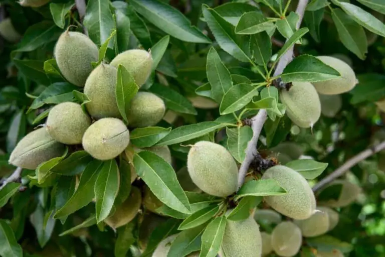 36 Different Types Of Fruit Trees To Plant In Your Yard (With Pictures)