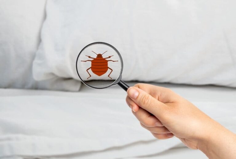 9+ Different Types Of Bed Bugs (With Pictures)  Identification Guide