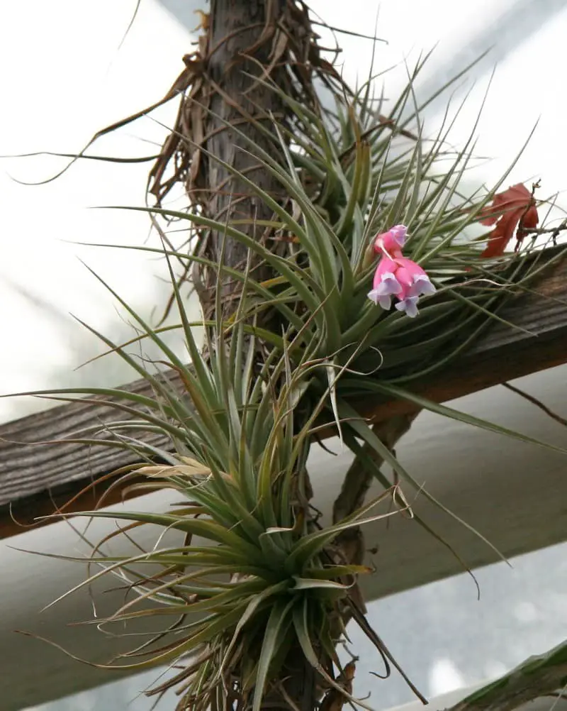 Tillandsia Tenuifolia