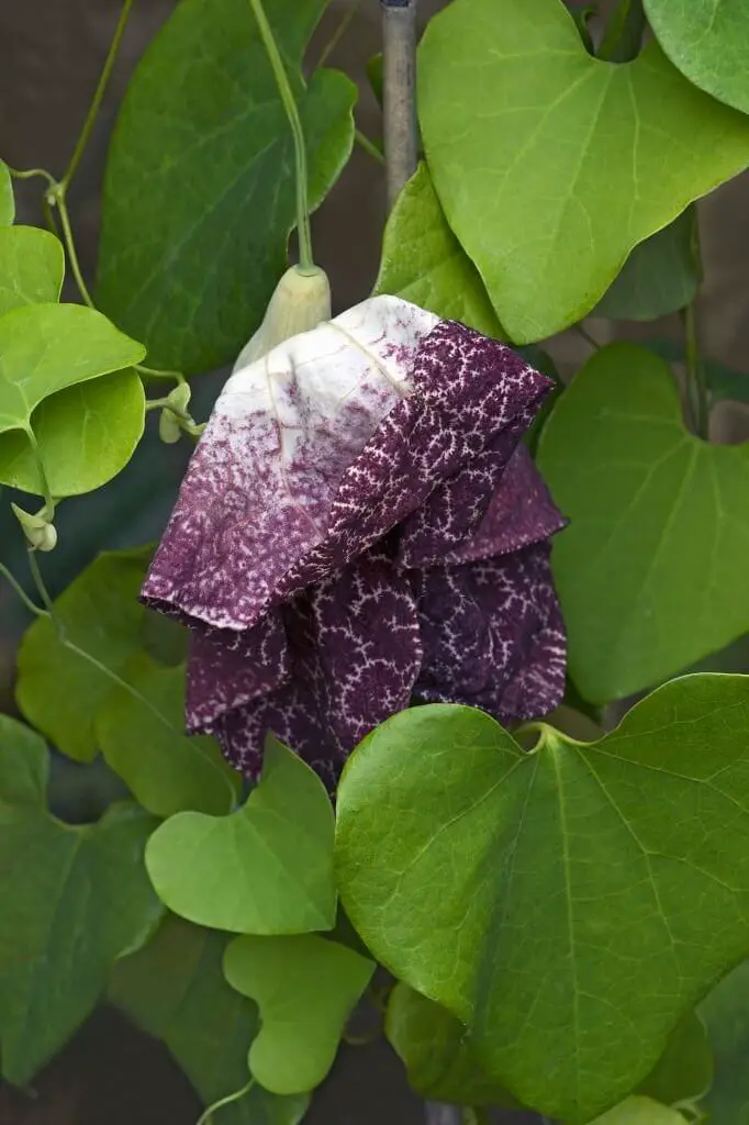 Dutchman’s Pipe (Aristolochia elegans).