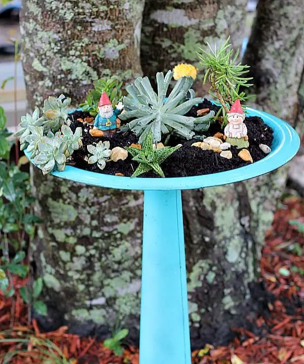 Bird Bath Succulent Garden