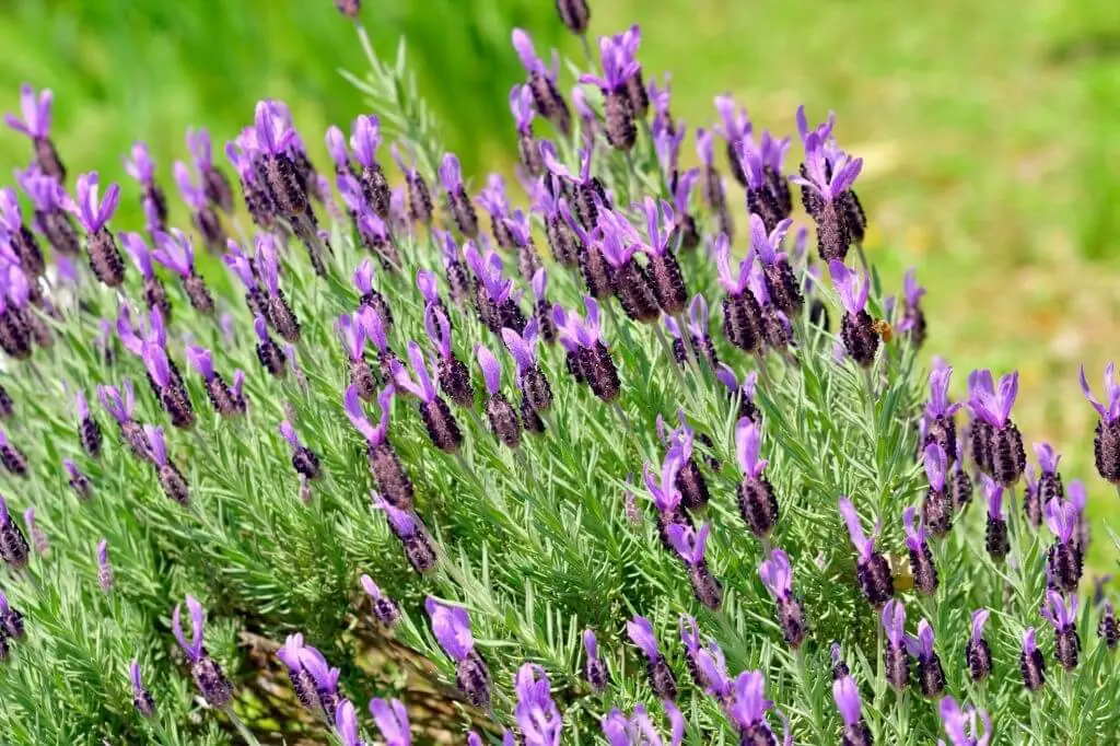 Fringed Lavender (Lavandula Dentata, French Lavender)