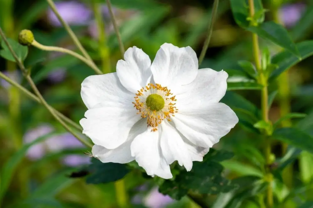 Anemone x hybrida ‘Honorine Jobert’