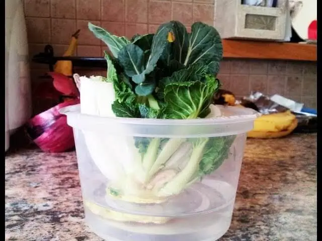 Bok Choy