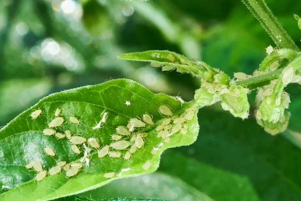 Aphids.