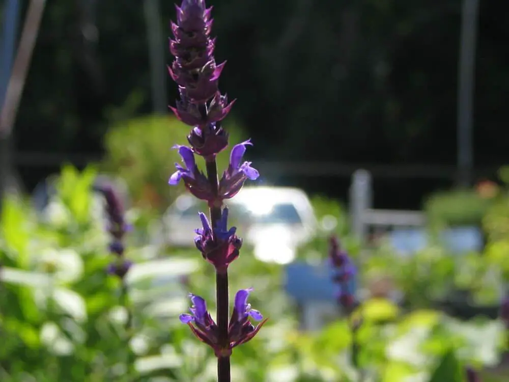 Selecting a Wood Sage Cultivar to Buy to Attract Beneficial Insects