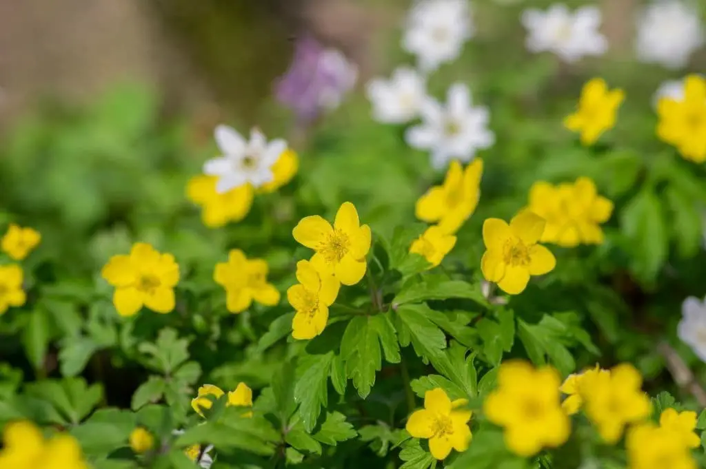 Anemonoides ranunculoides (Yellow anemone/buttercup anemone)