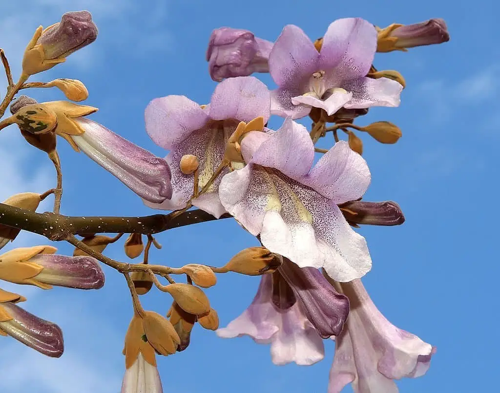 Royal Empress Tree (Paulownia Tomentosa).