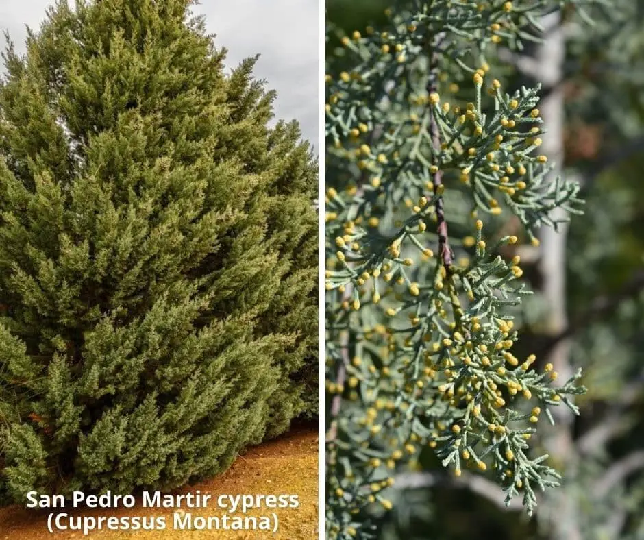 San Pedro Martir cypress (Cupressus Montana)