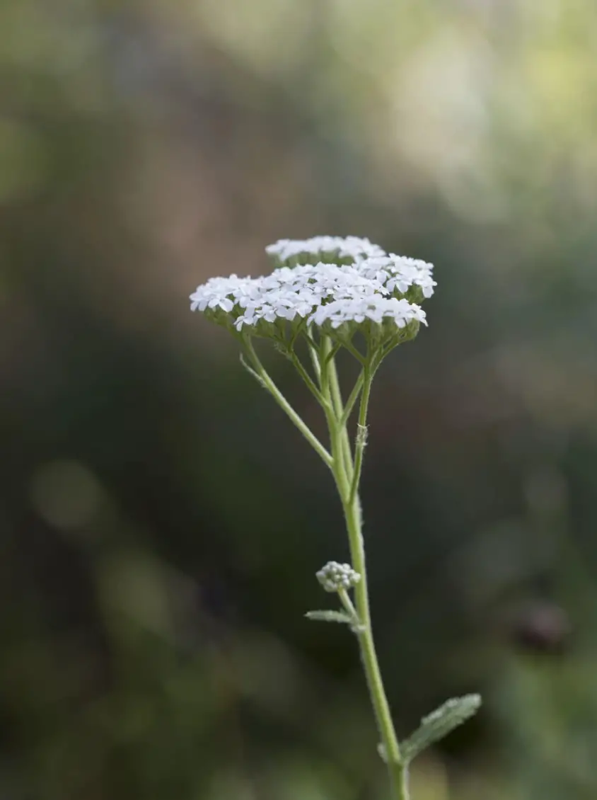 Yarrow