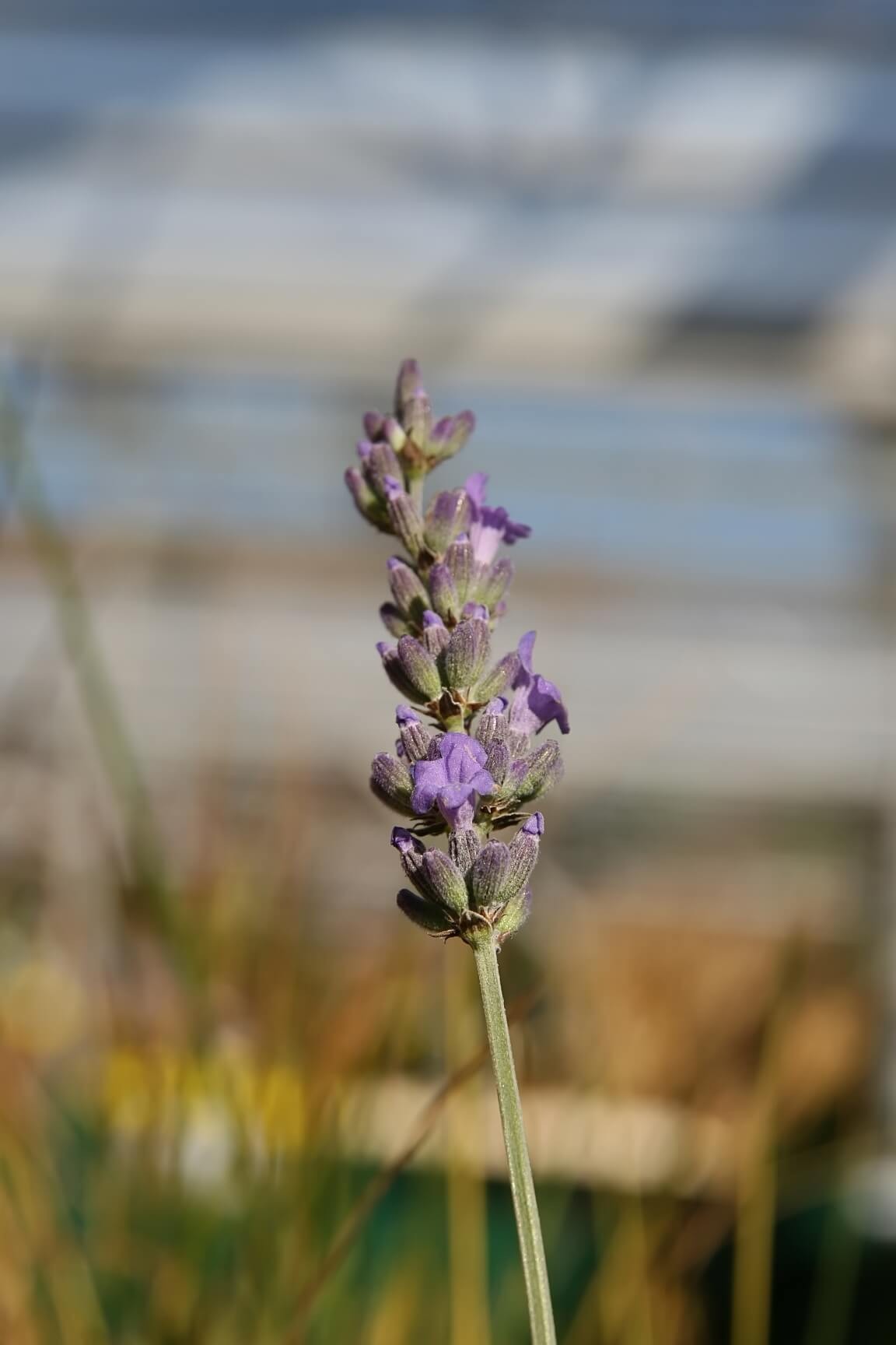 Seal (Lavandula x intermedia ‘Seal‘)